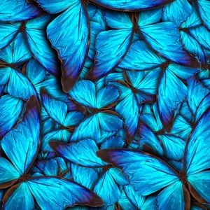 Meet your Posher, Rose